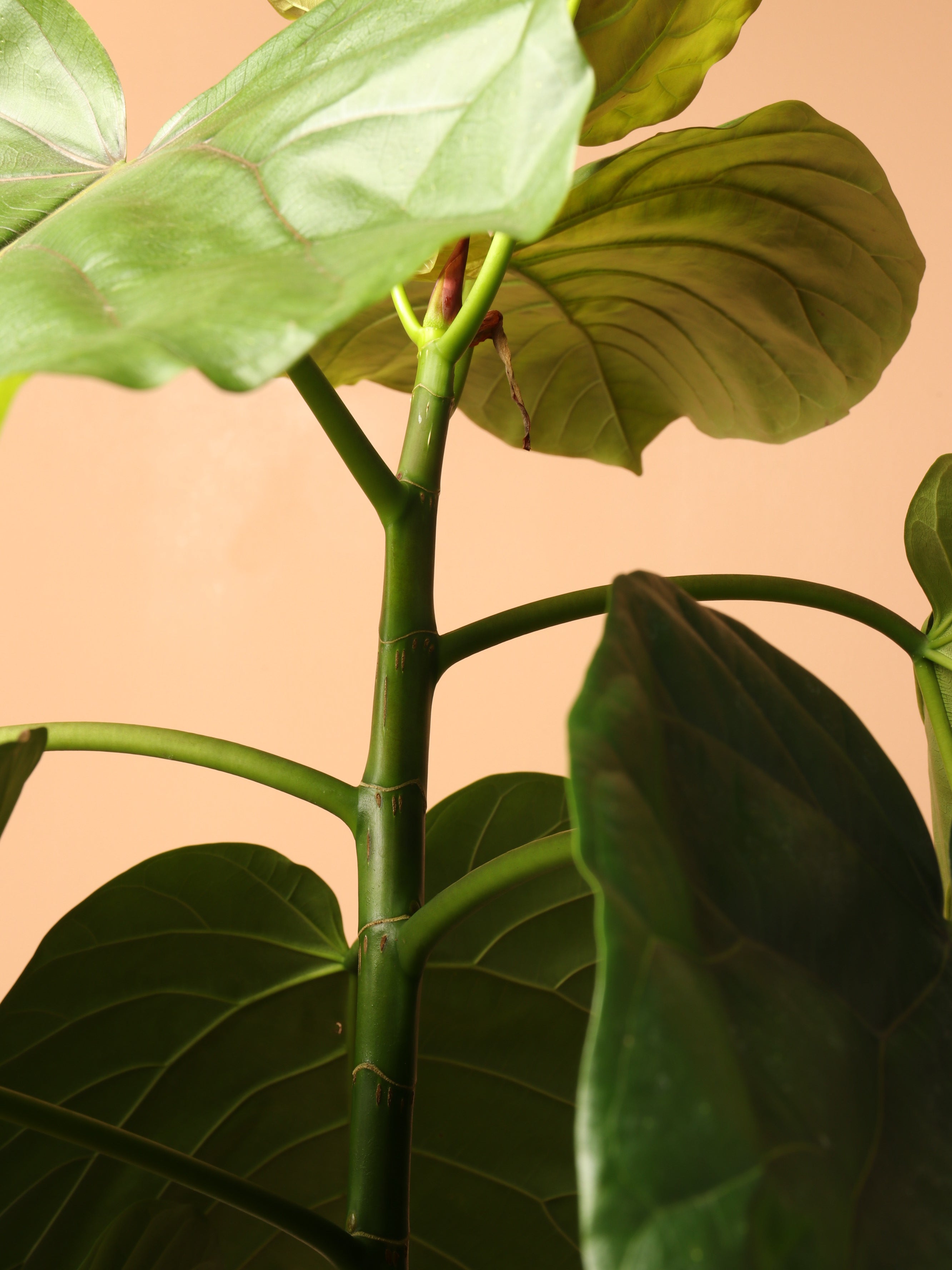3-5 FT Ficus Umbellata – Dahing Plants