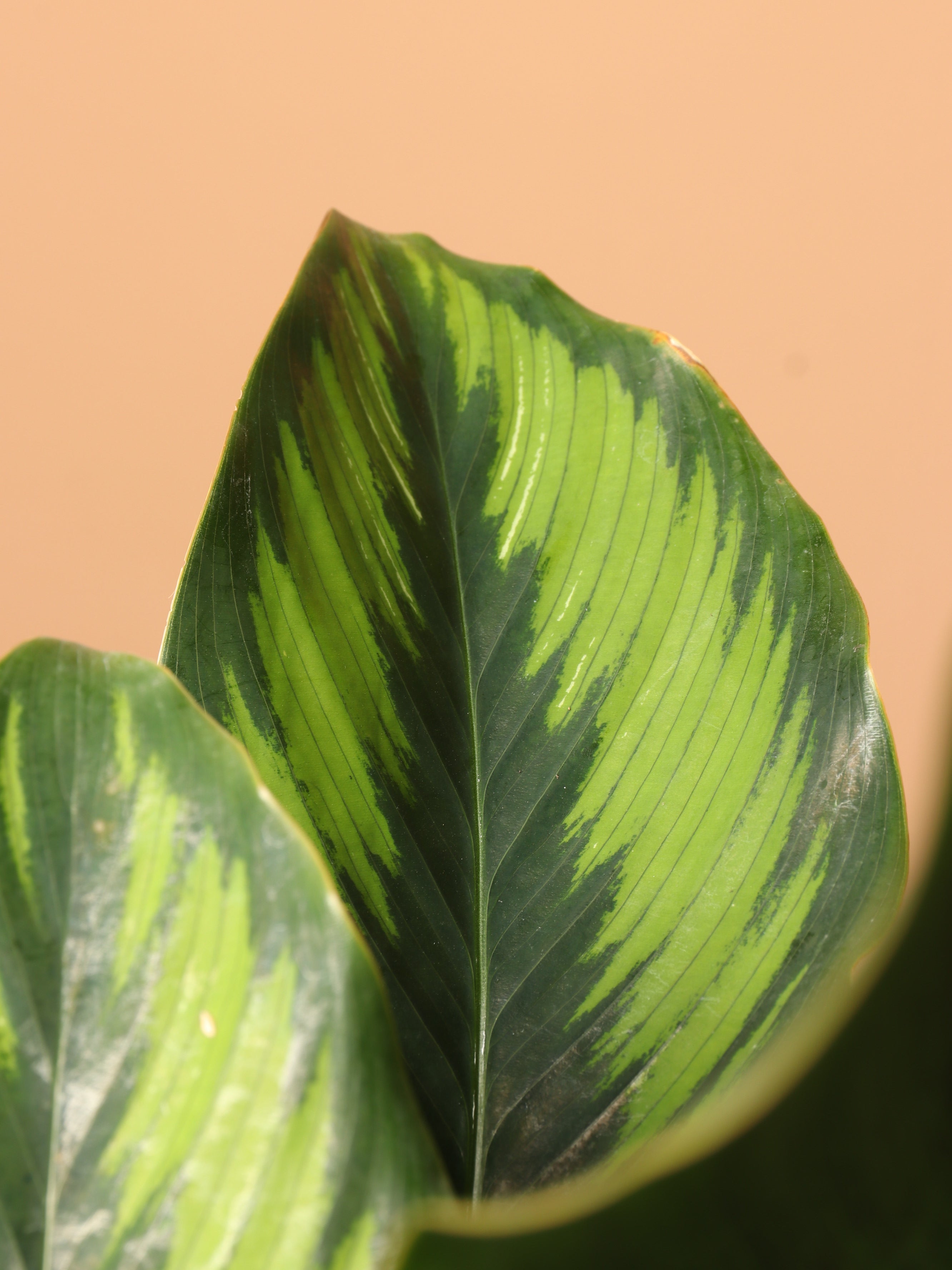 Large Calathea &