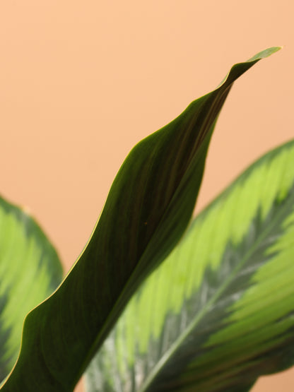 Large Calathea &