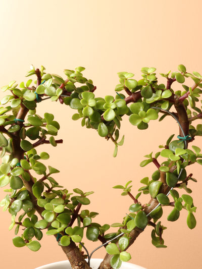 Medium Succulent Heart (Elephant Bush)