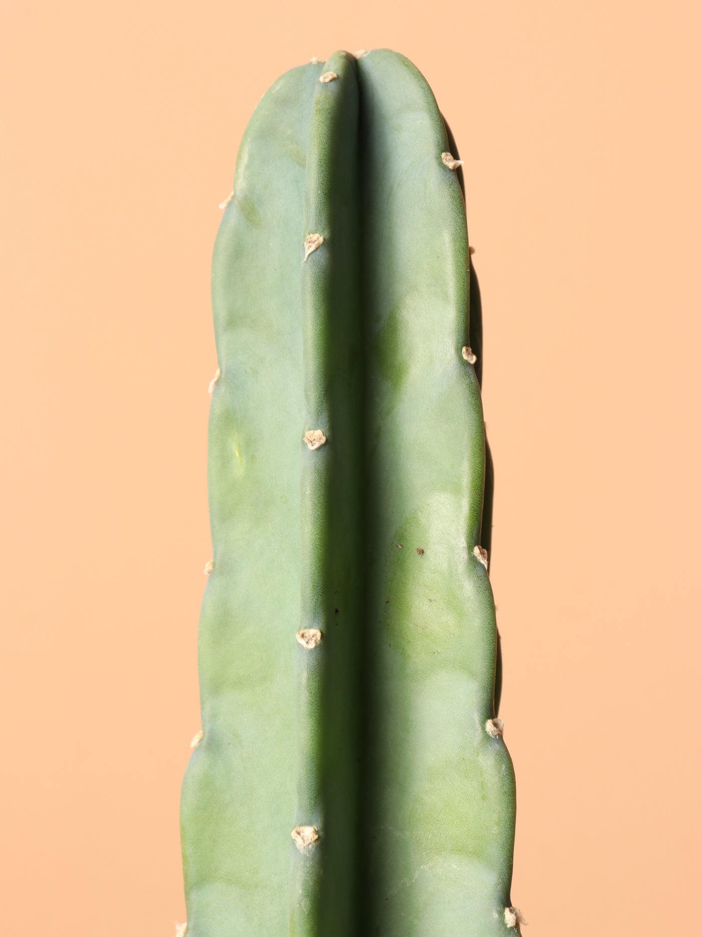 Small Peruvian Cactus