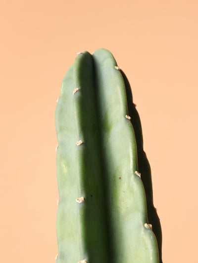 Small Peruvian Cactus