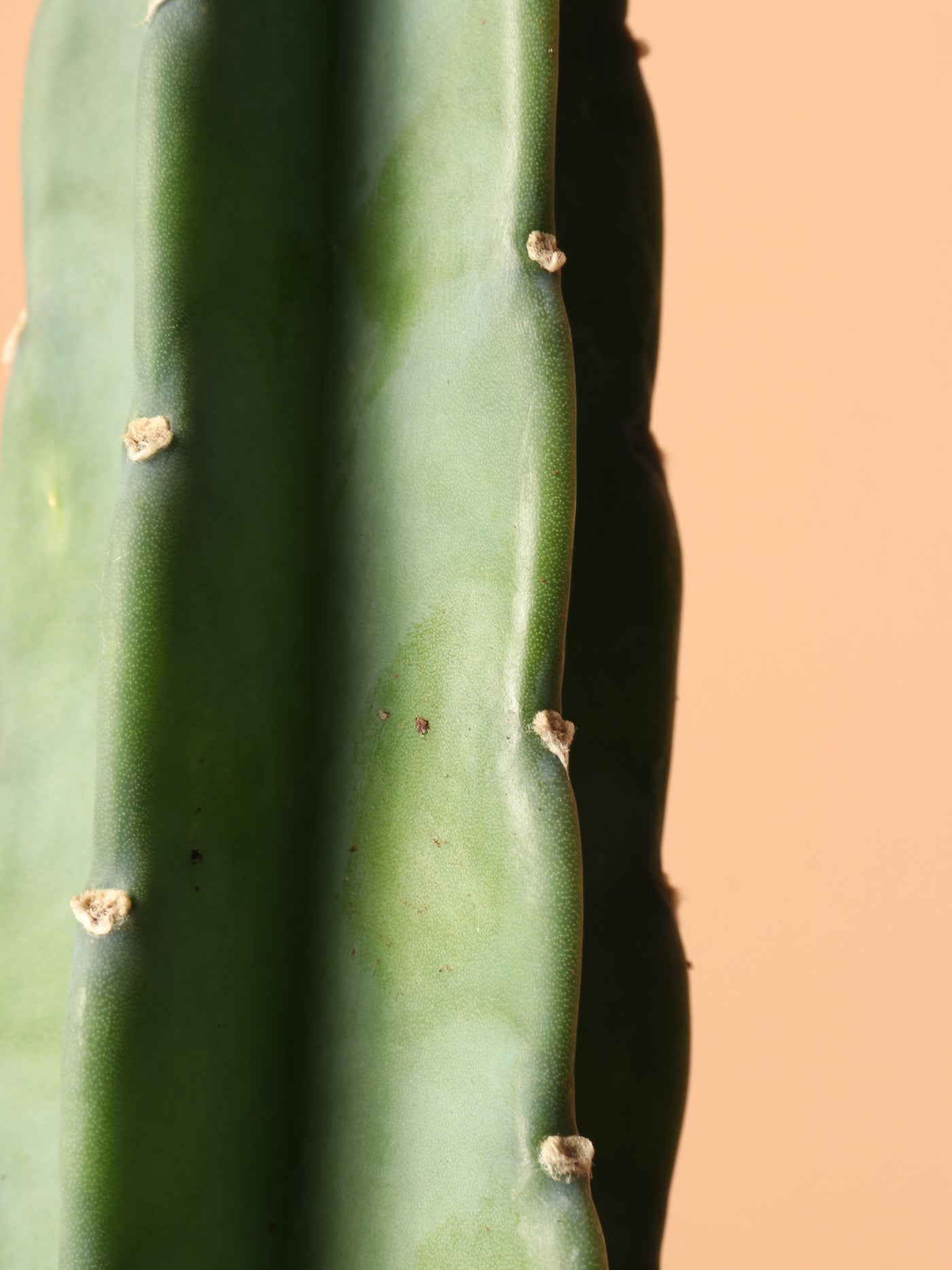 Small Peruvian Cactus