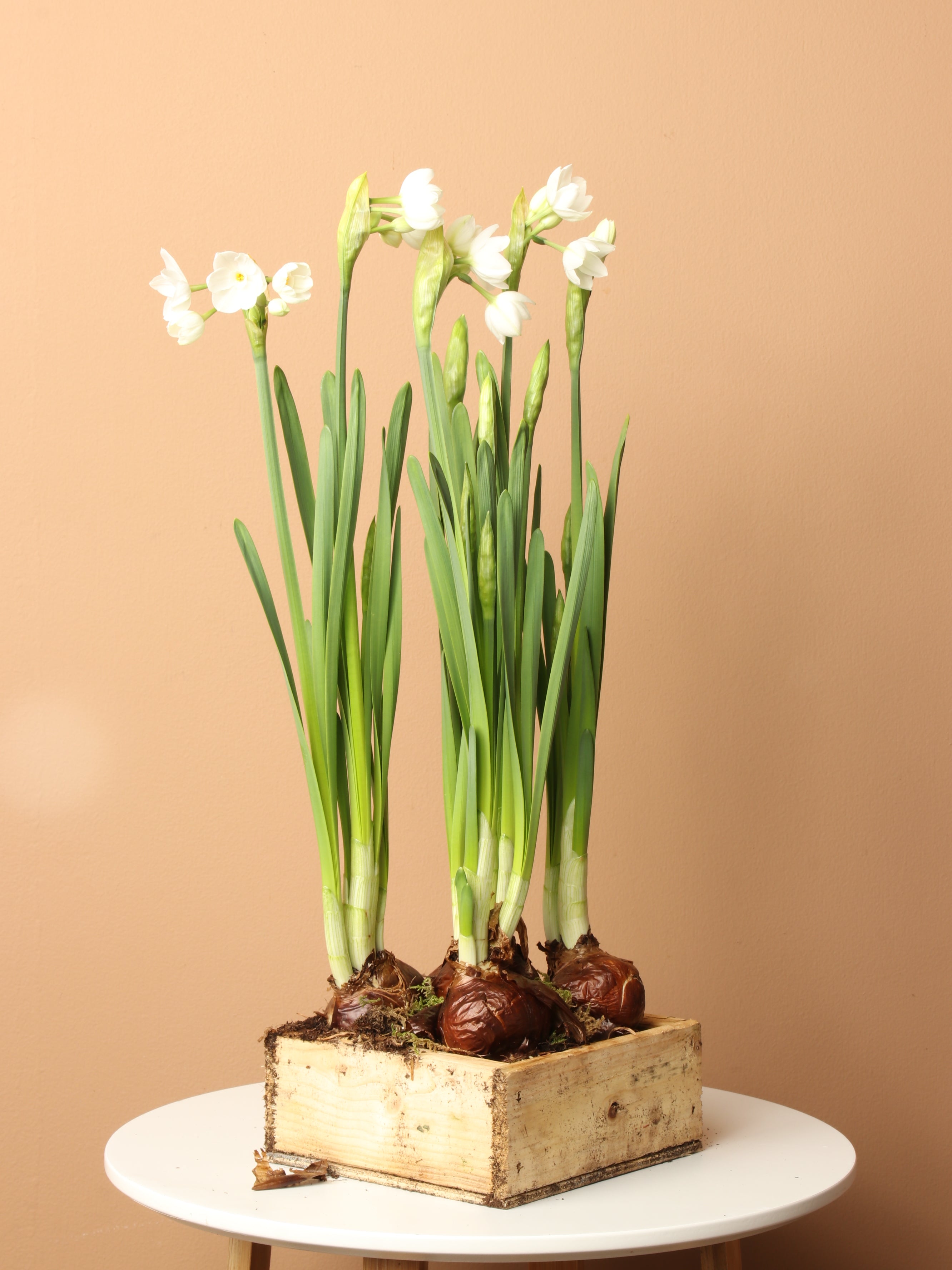 Wooden Box Paperwhite Bulbs (5pp)