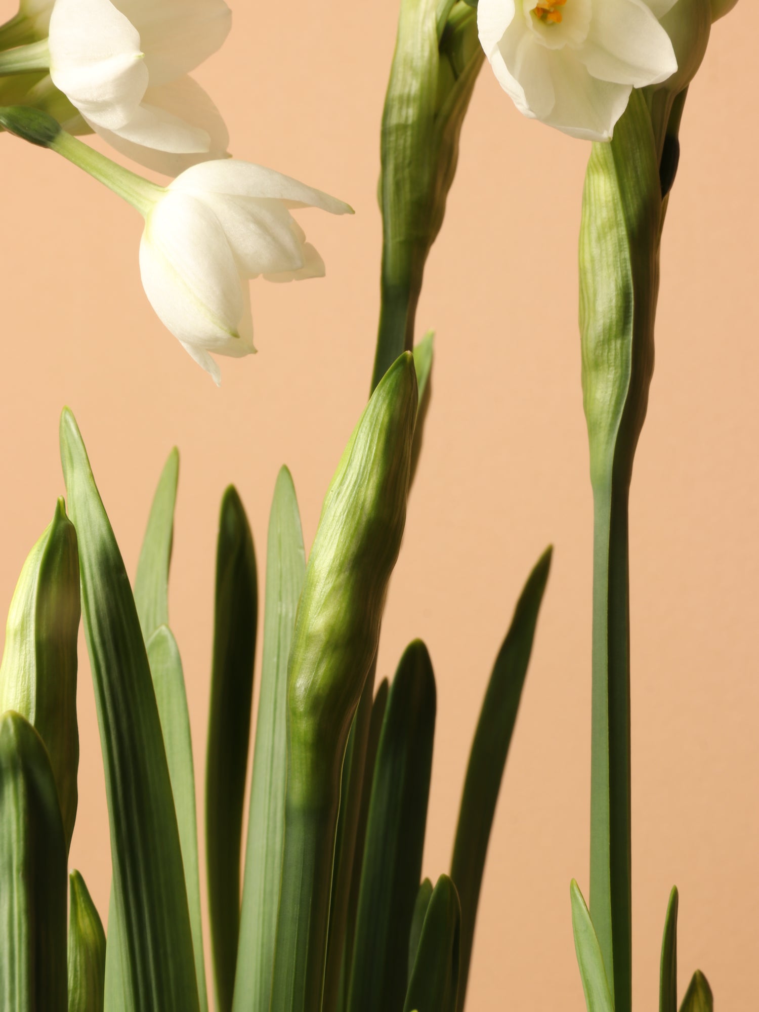 Wooden Box Paperwhite Bulbs (5pp)