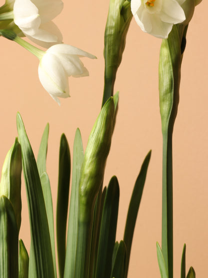 Wooden Box Paperwhite Bulbs (5pp)