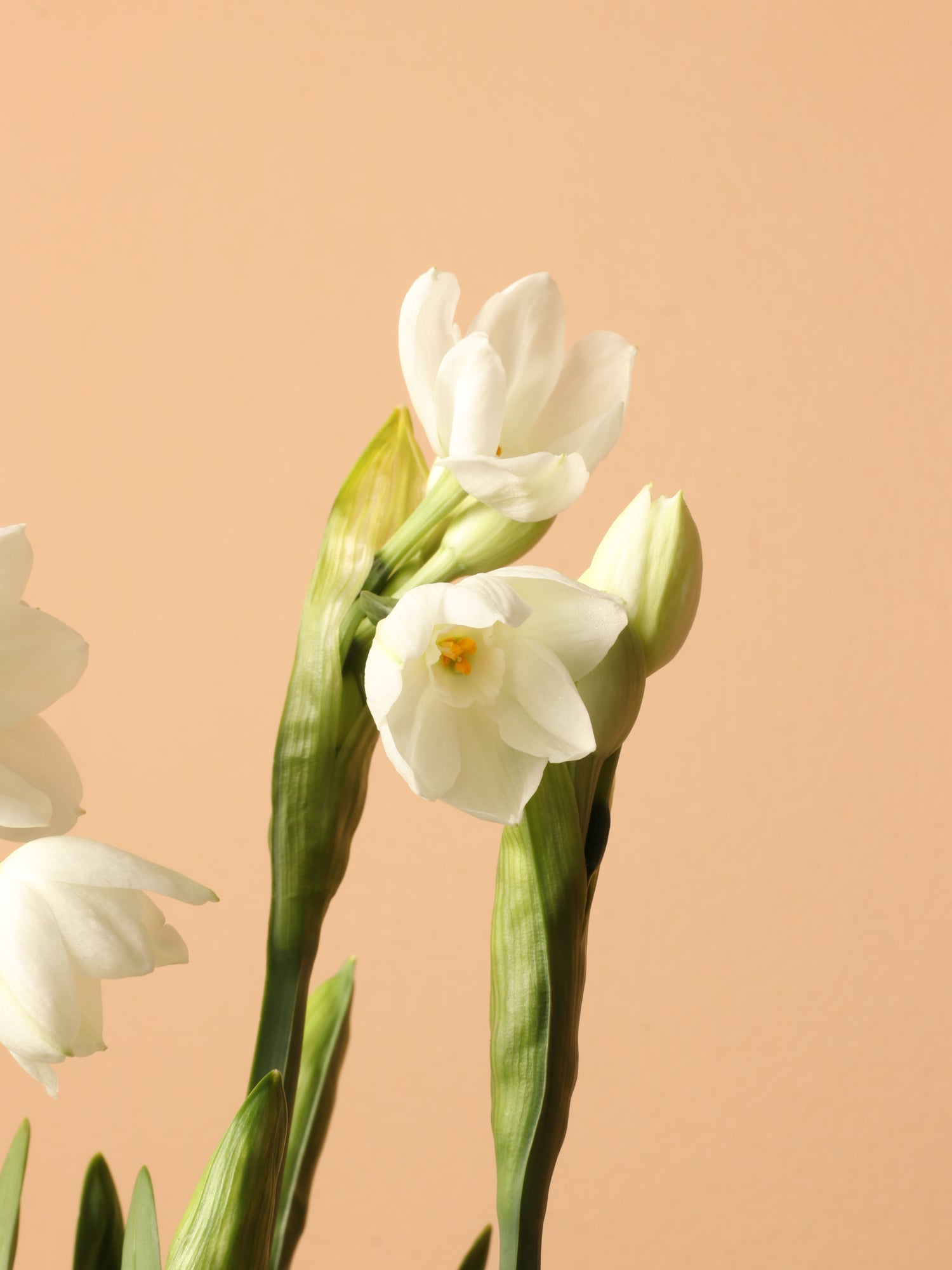 Wooden Box Paperwhite Bulbs (5pp)