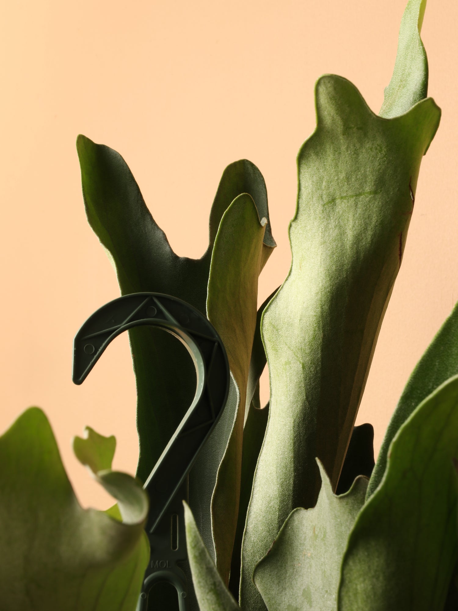 Hanging Staghorn Ferns – Dahing Plants