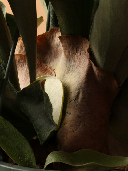 Hanging Staghorn Ferns