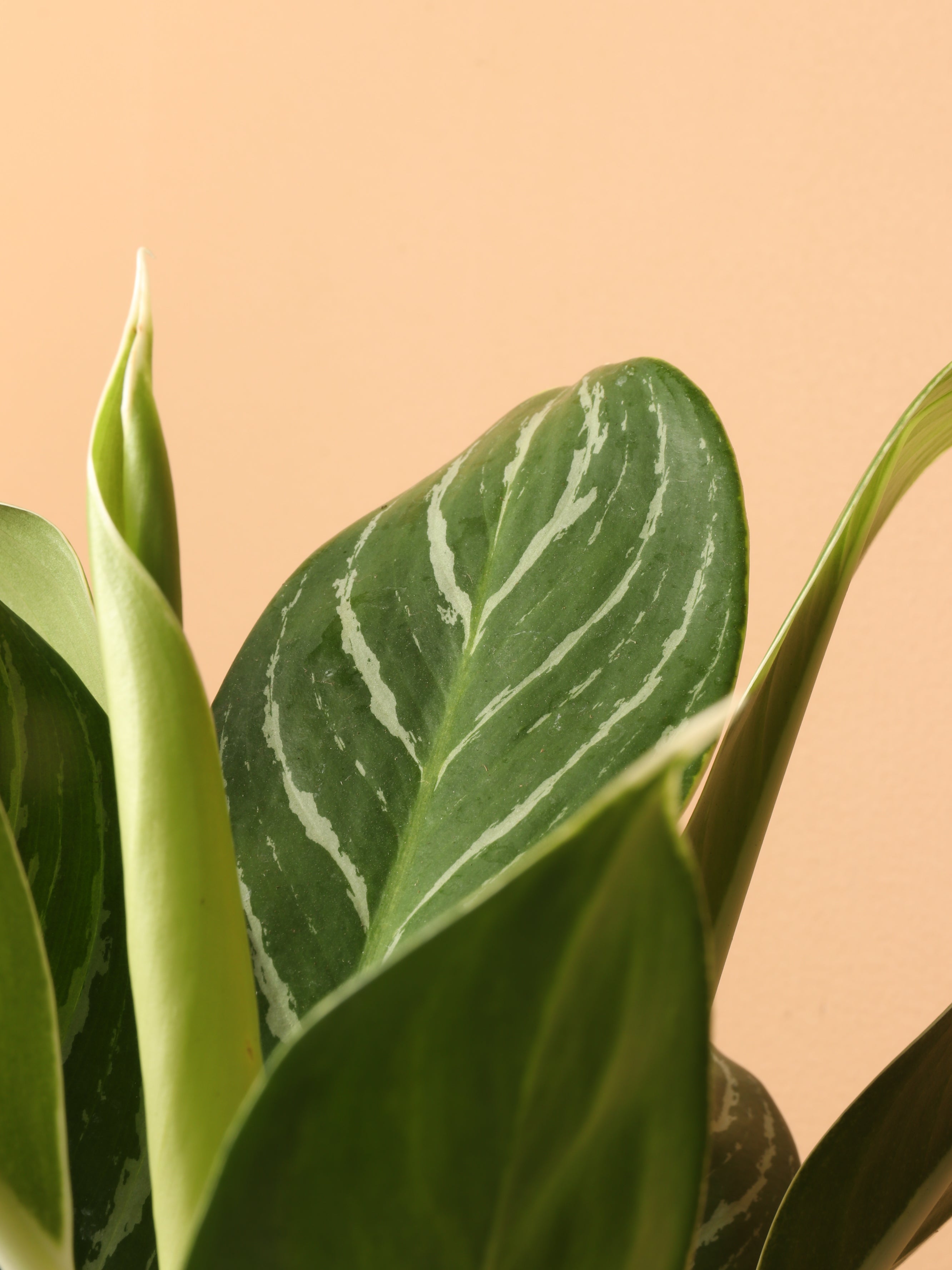 aglaonema cutlass white stem Medium Aglaonema 'White Stem' – Dahing Plants