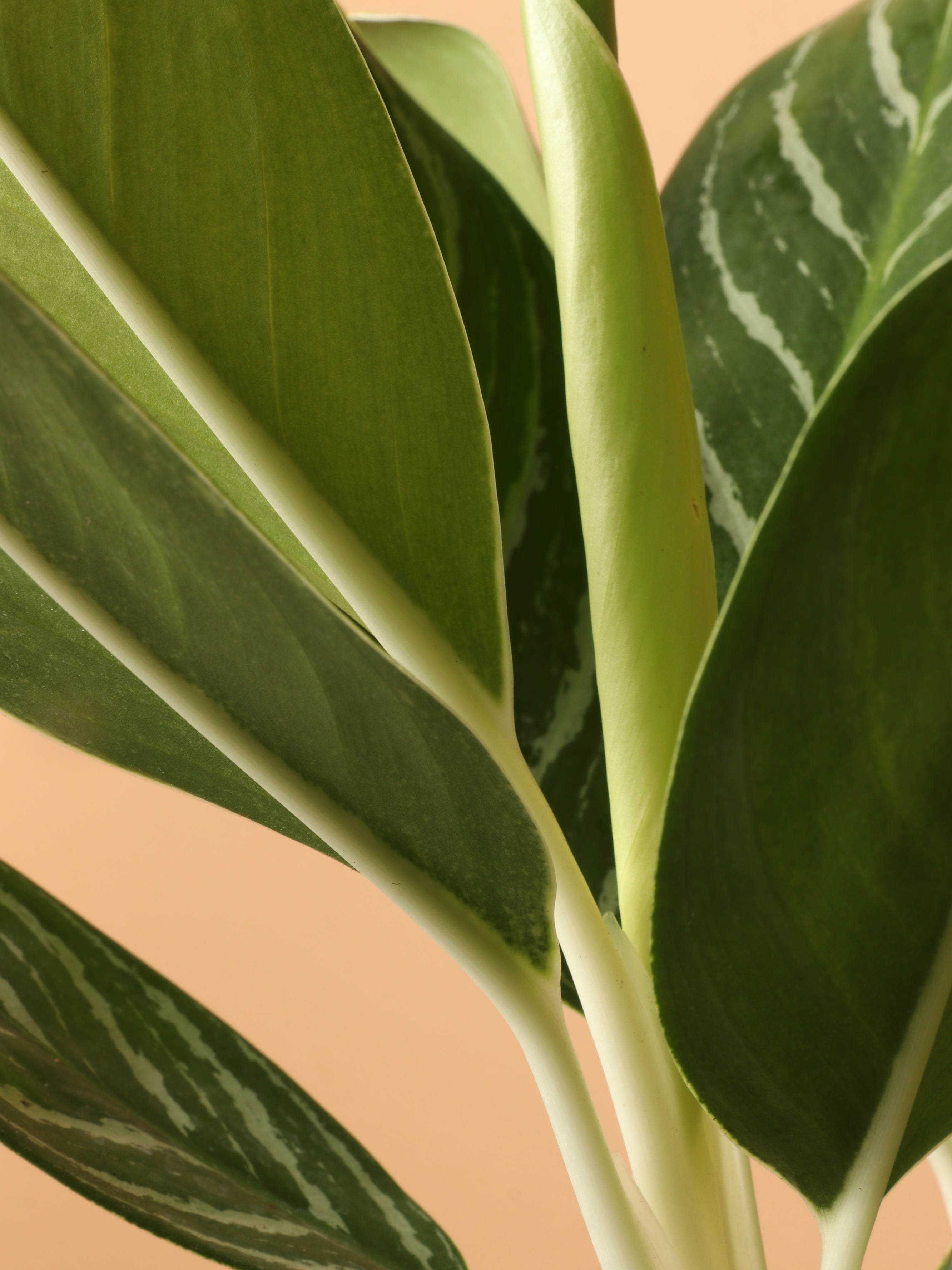 aglaonema solid thin white line stripes white Medium Aglaonema 'White Stem' – Dahing Plants