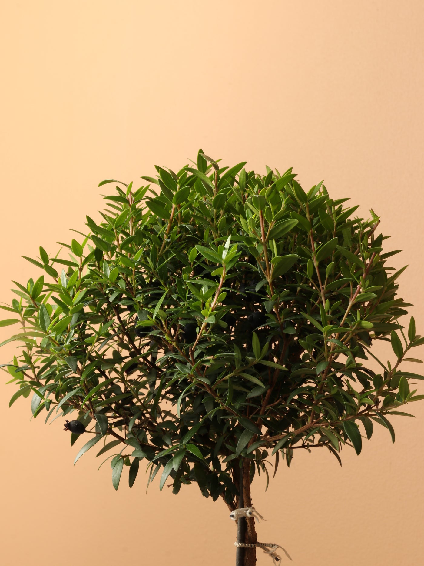Small Common Myrtle