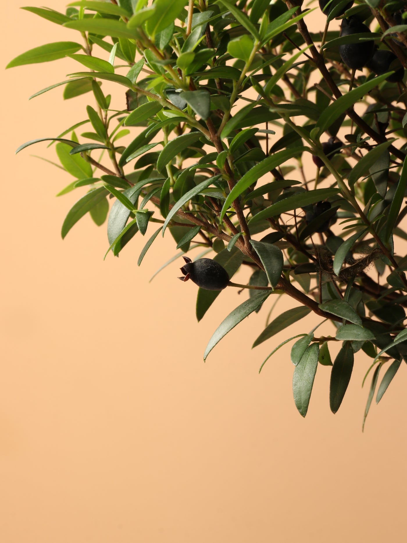 Small Common Myrtle