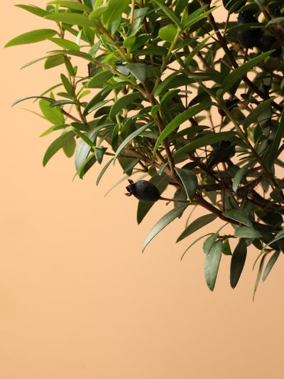 Small Common Myrtle