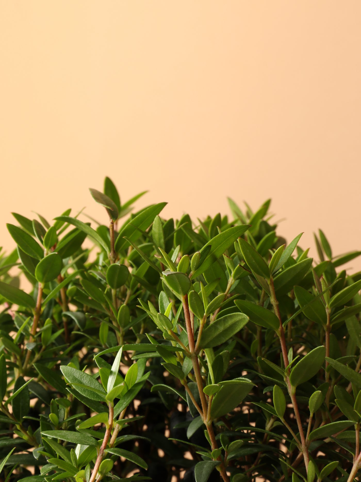 Small Common Myrtle