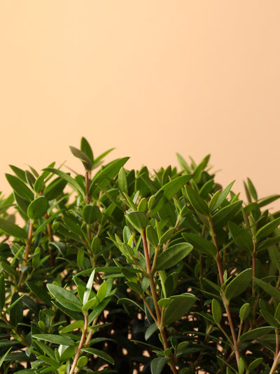 Small Common Myrtle