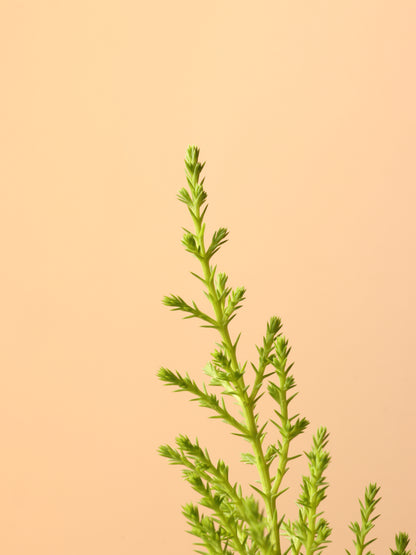 Small Lemon Cypress