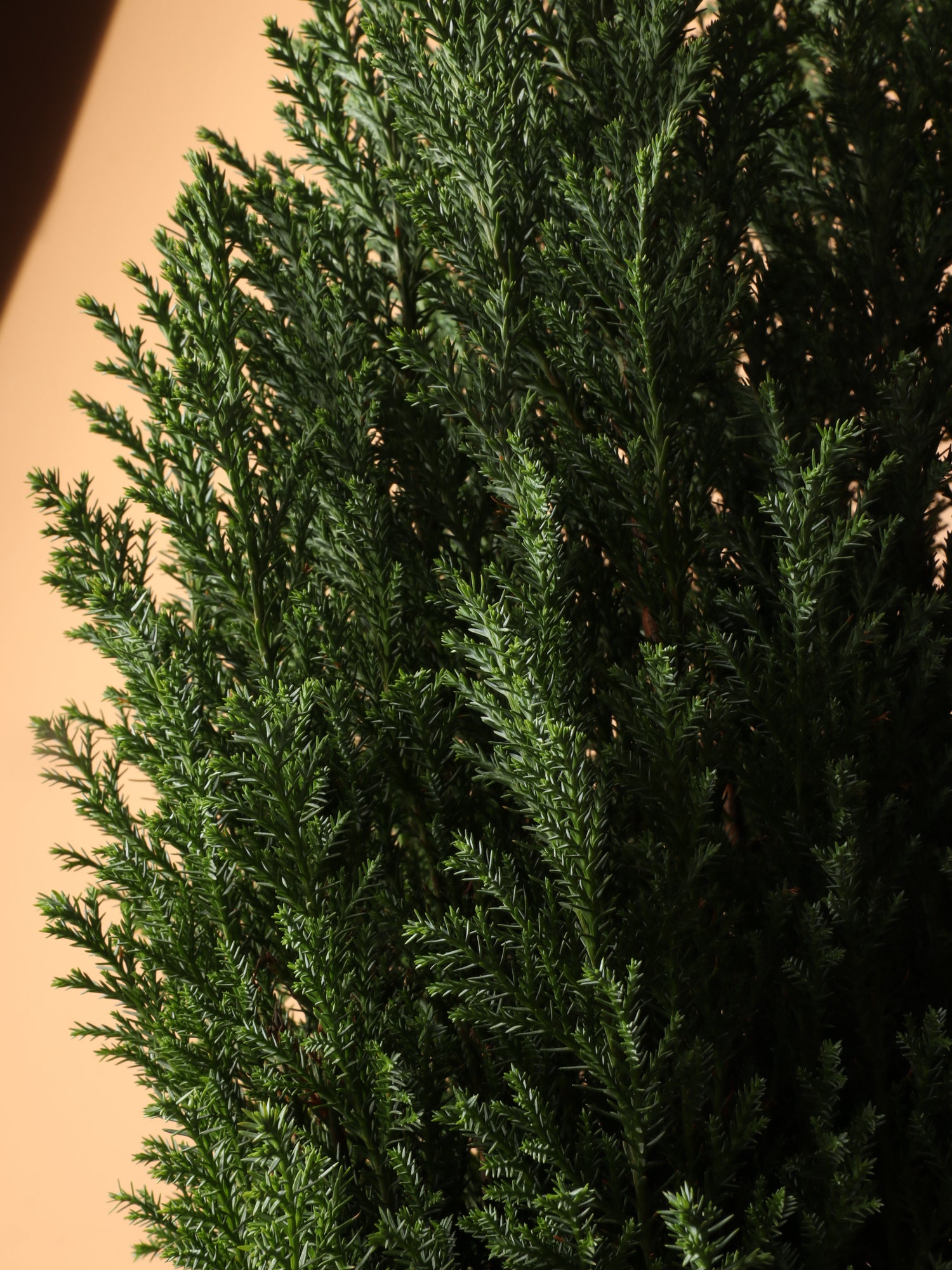 Medium European Cypress  Dahing Plants