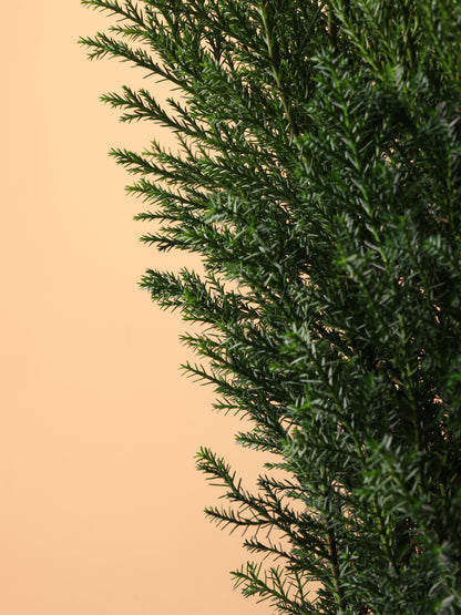 Medium European Cypress