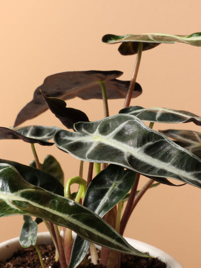 Small Alocasia 'Polly'
