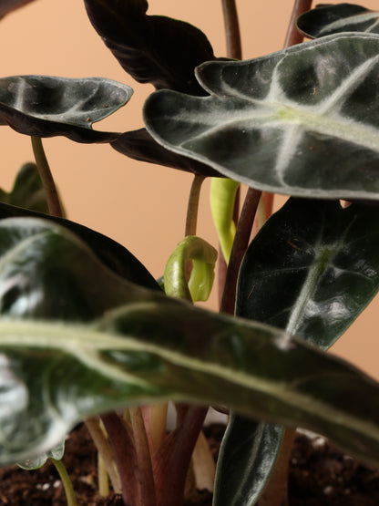 Small Alocasia &