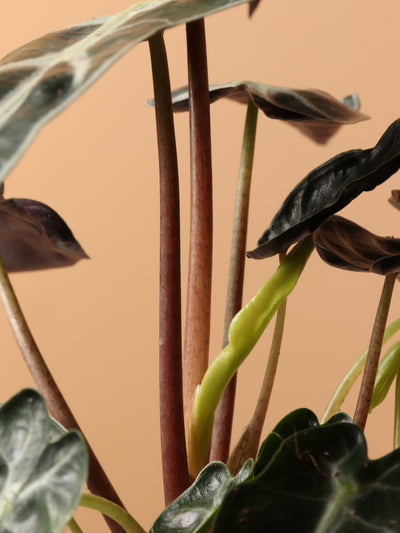 Small Alocasia 'Polly'
