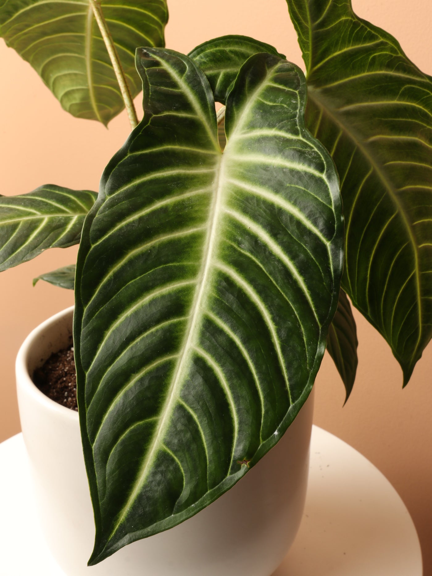 Medium Caladium Lindenii