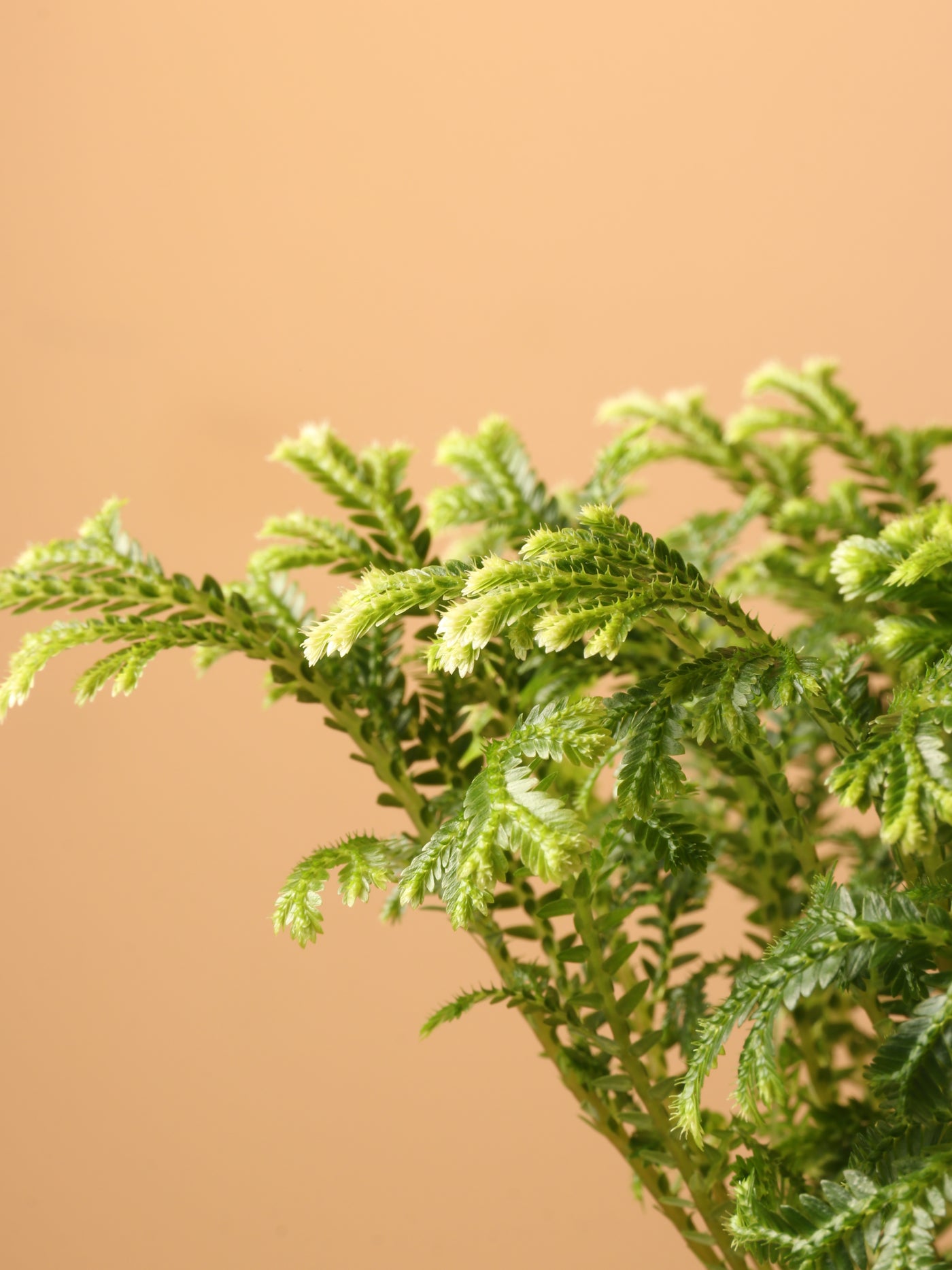 Small Frosty Fern