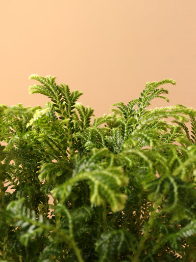 Small Frosty Fern