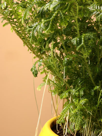 Small Frosty Fern