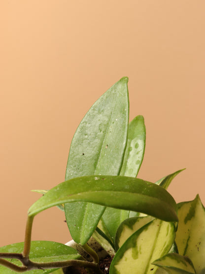 Small Hoya &