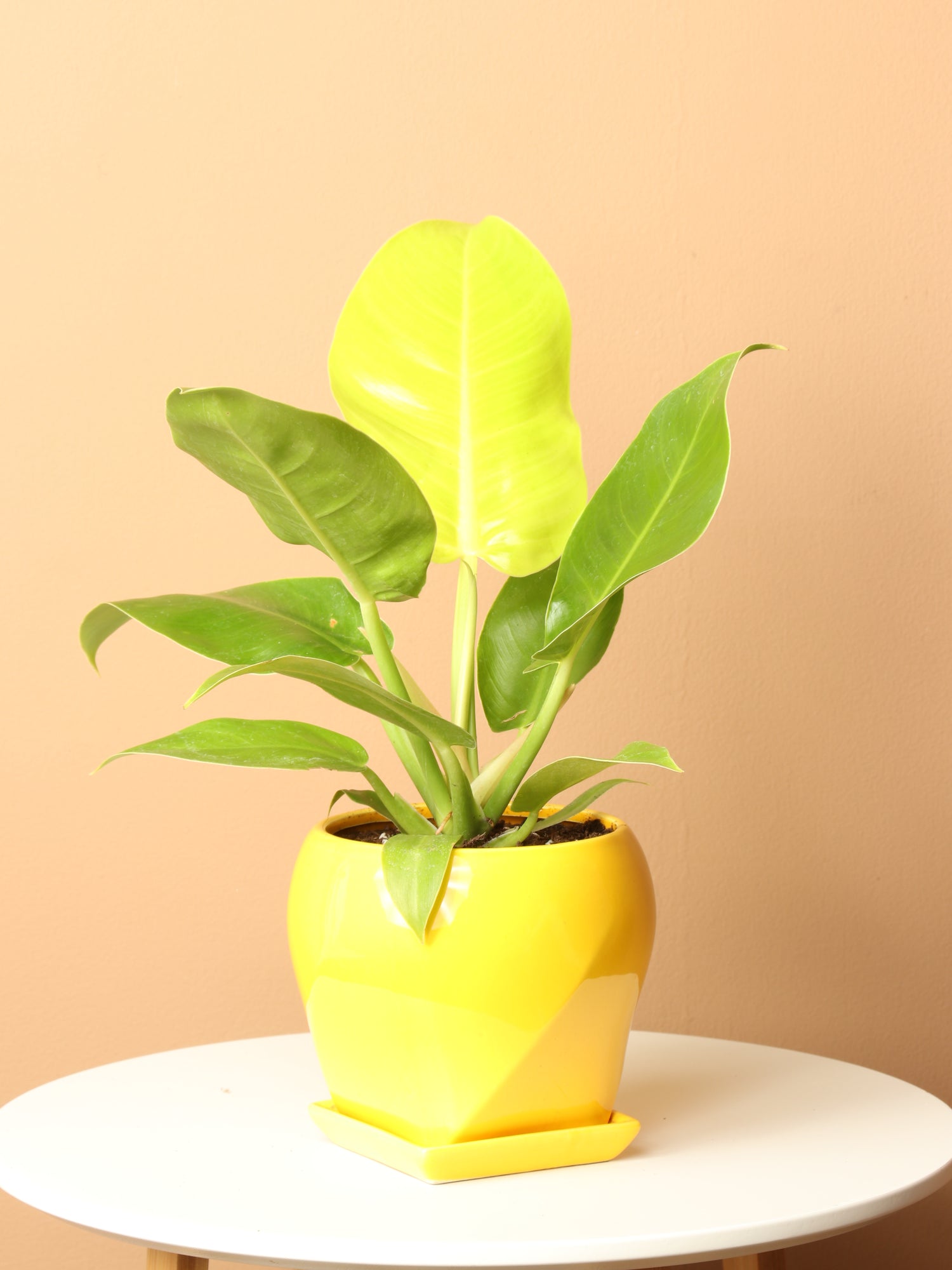 Small Philodendron &