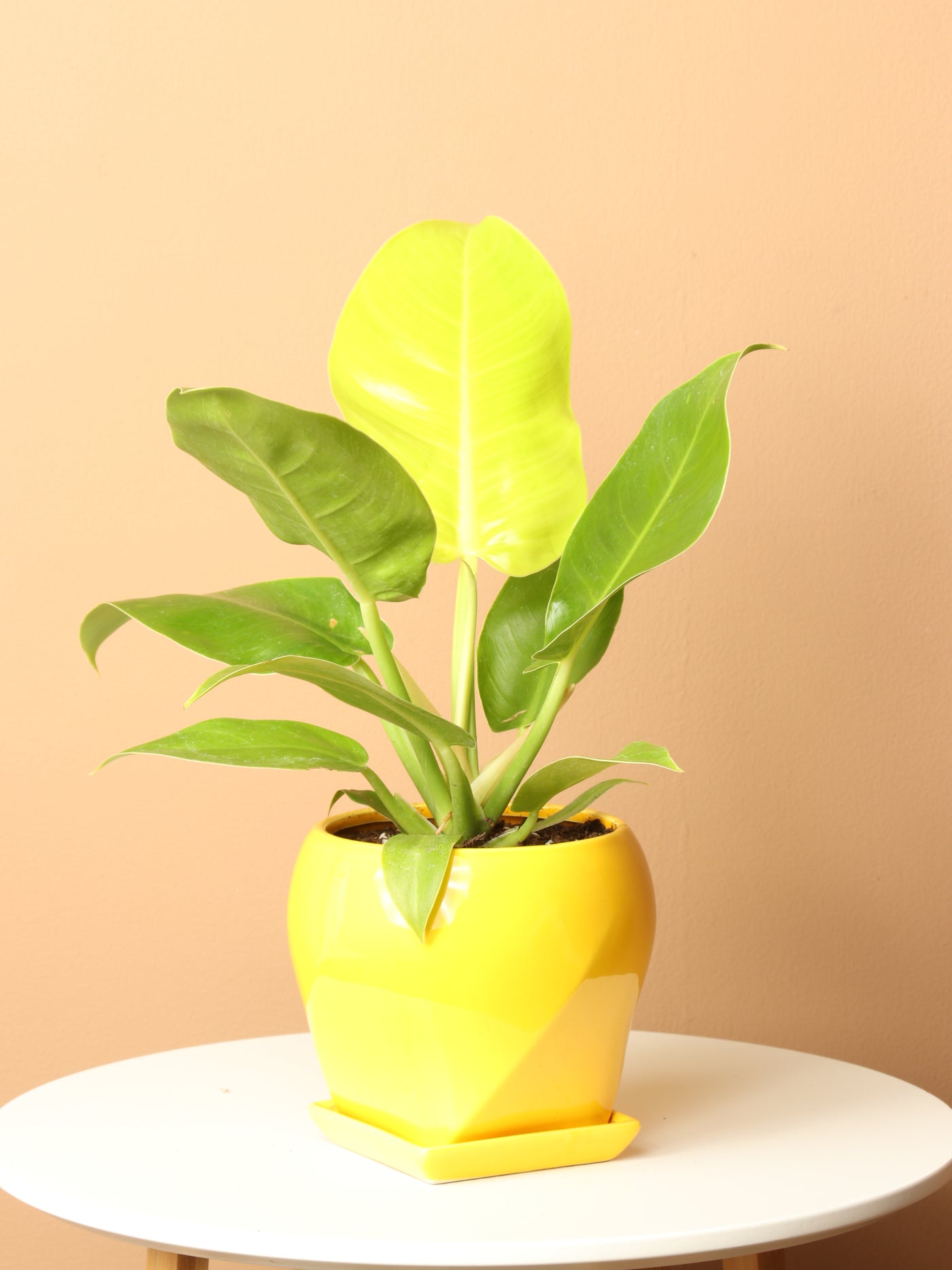 Small Philodendron 'Moonlight'