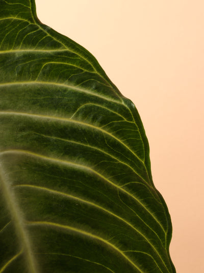 Medium Caladium Lindenii