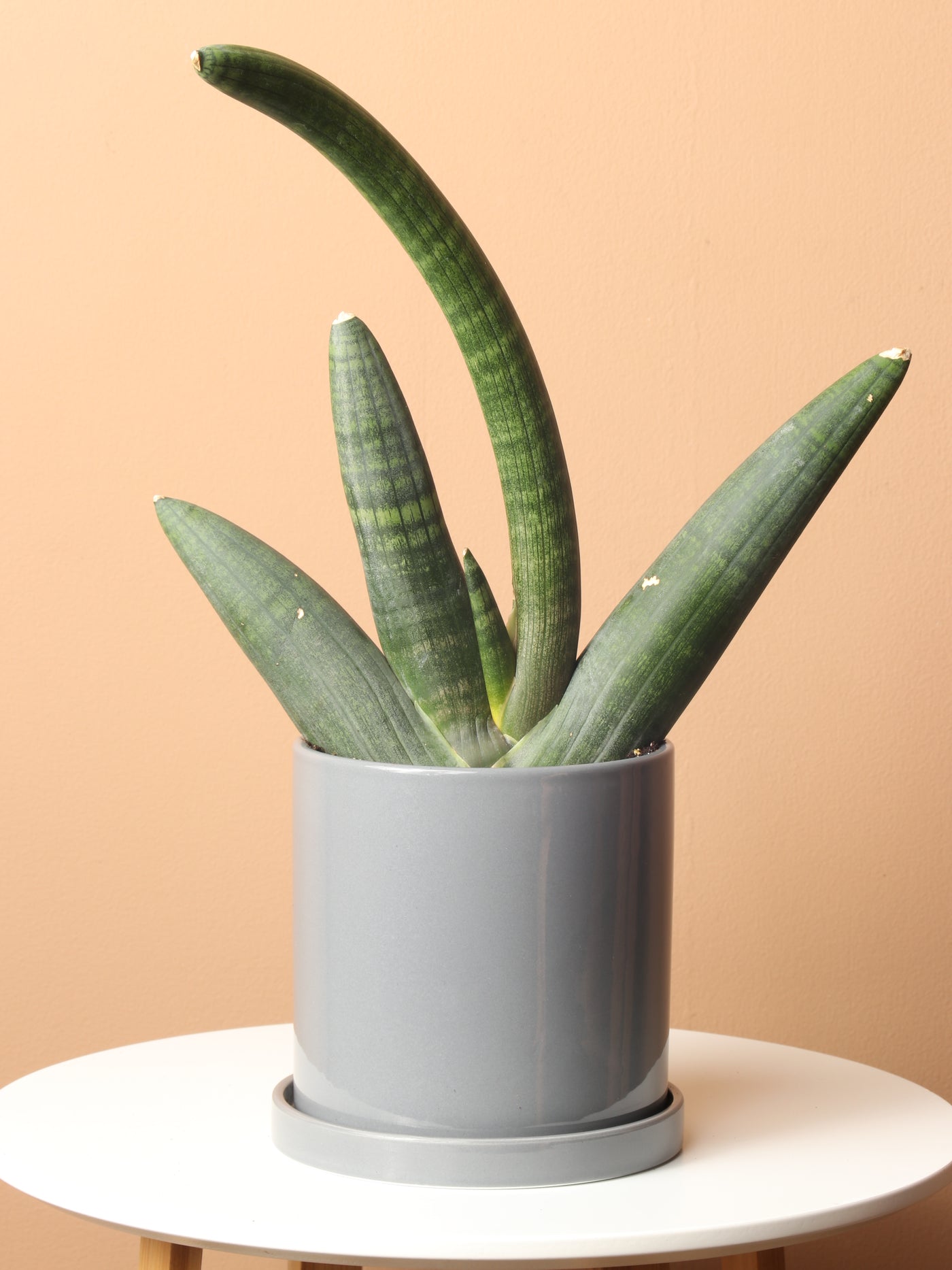 Medium Snake Plant Cylindrica