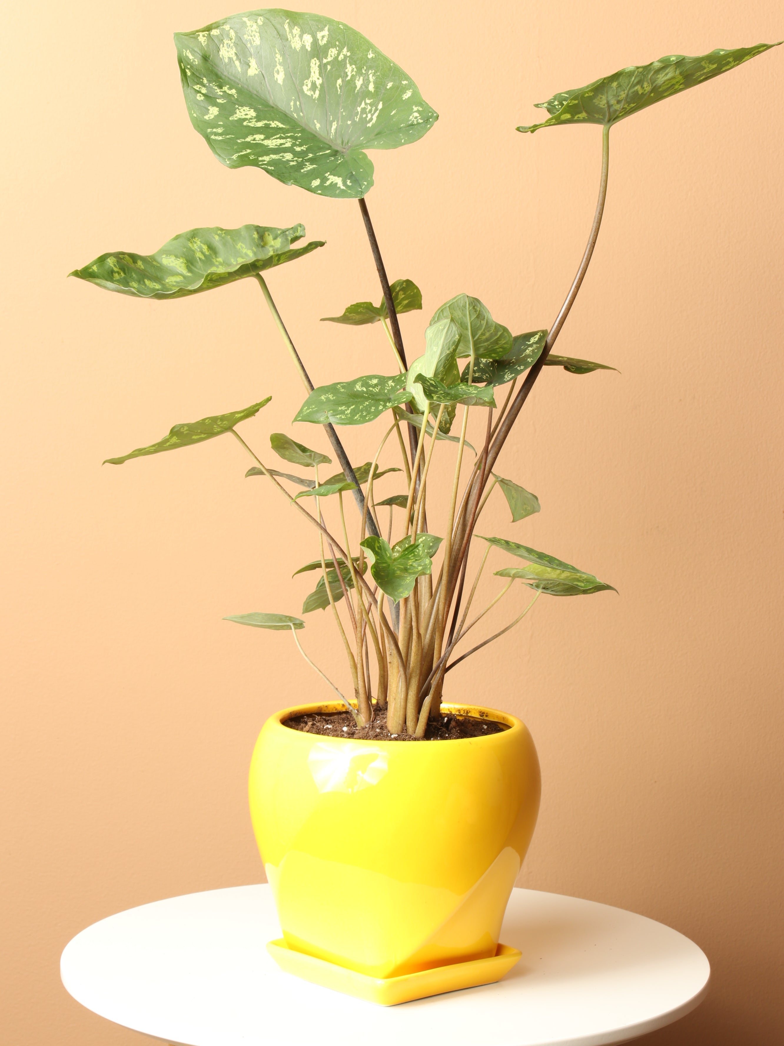 Medium Alocasia &