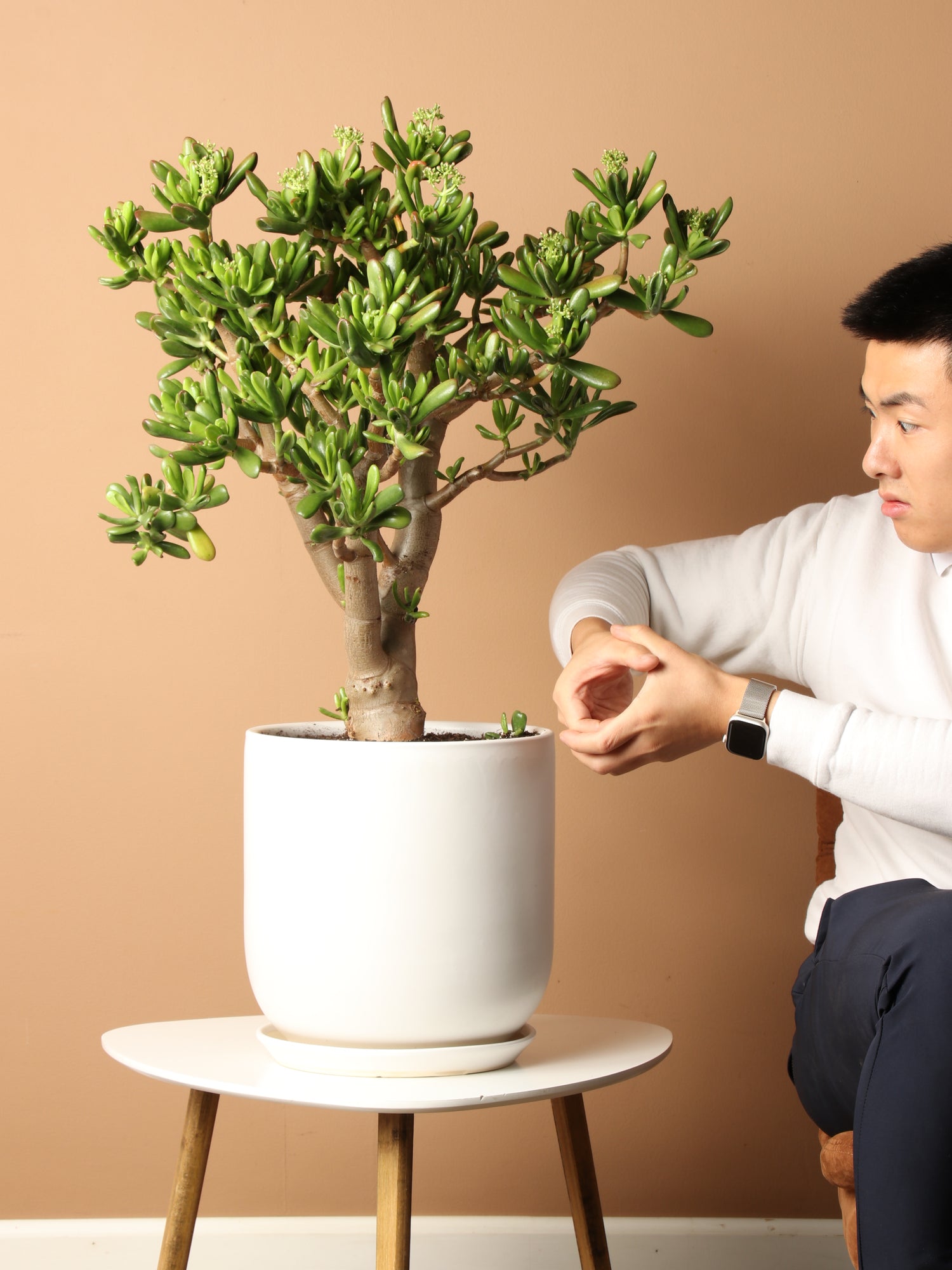 jade plant large leaves Full Size Jade Succulent Bonsai (Crassula)