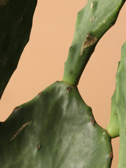 Large Prickly Pear Cactus (short)