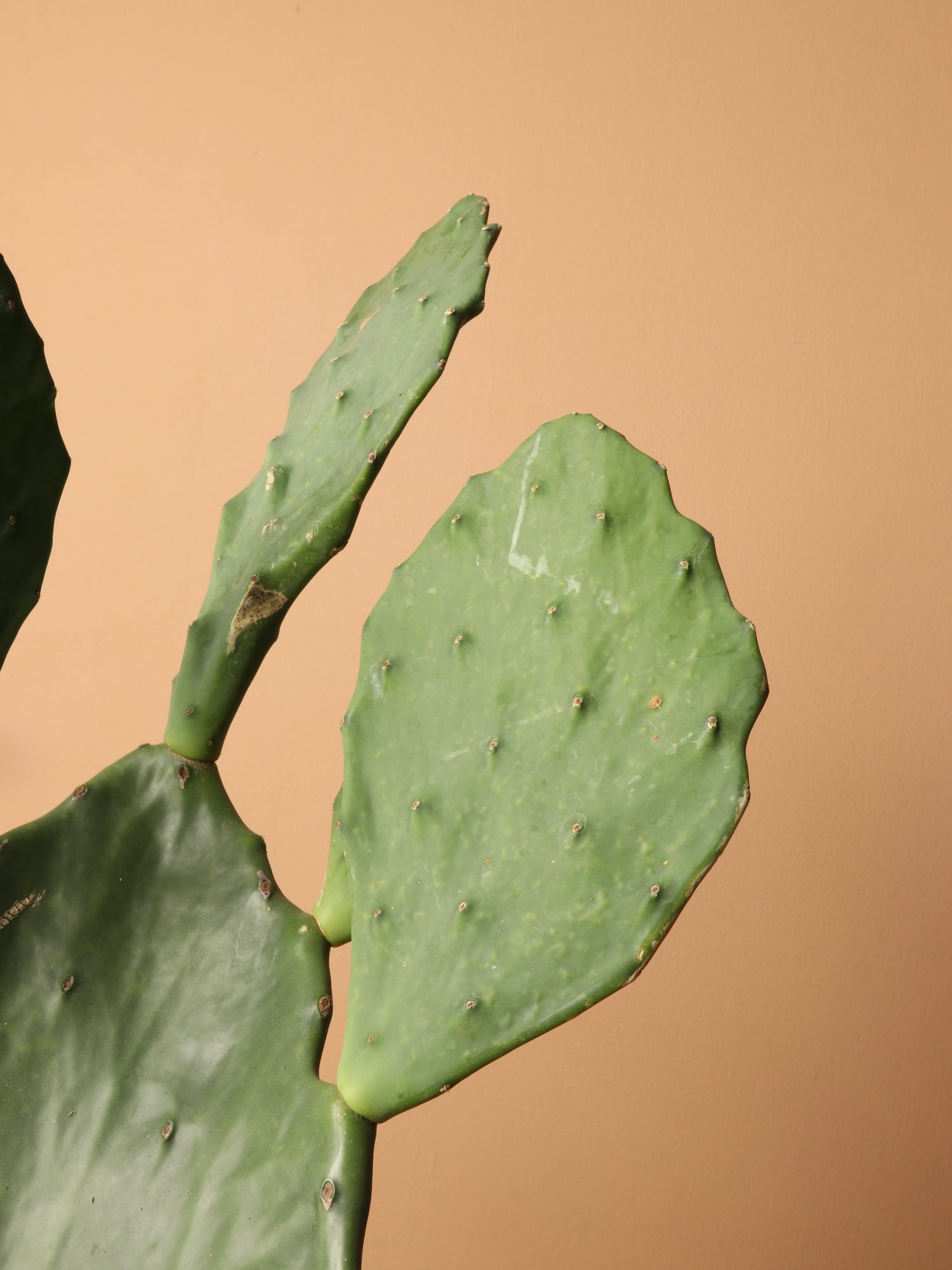 Large Prickly Pear Cactus (short)