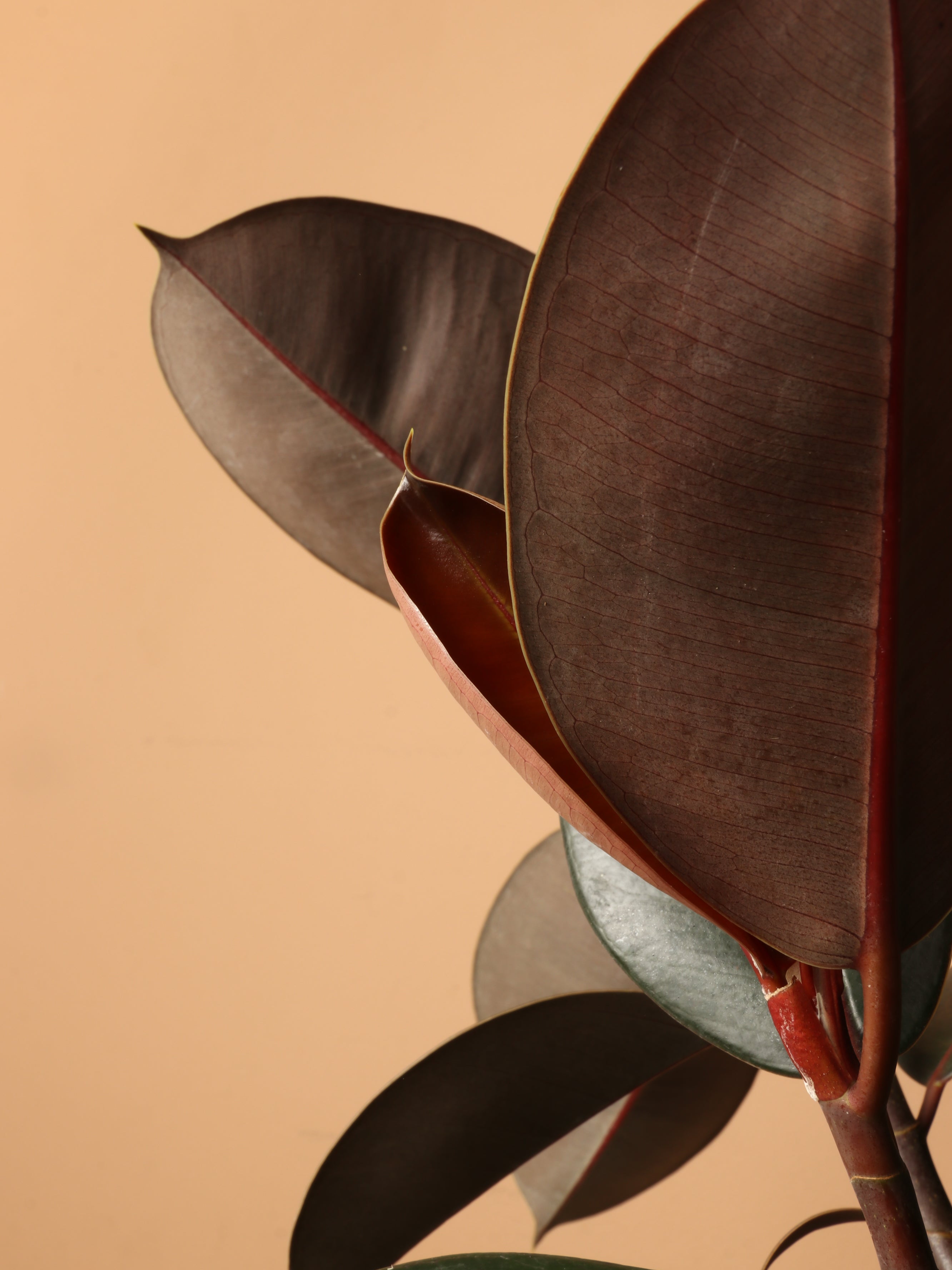 Large Rubber Tree Std