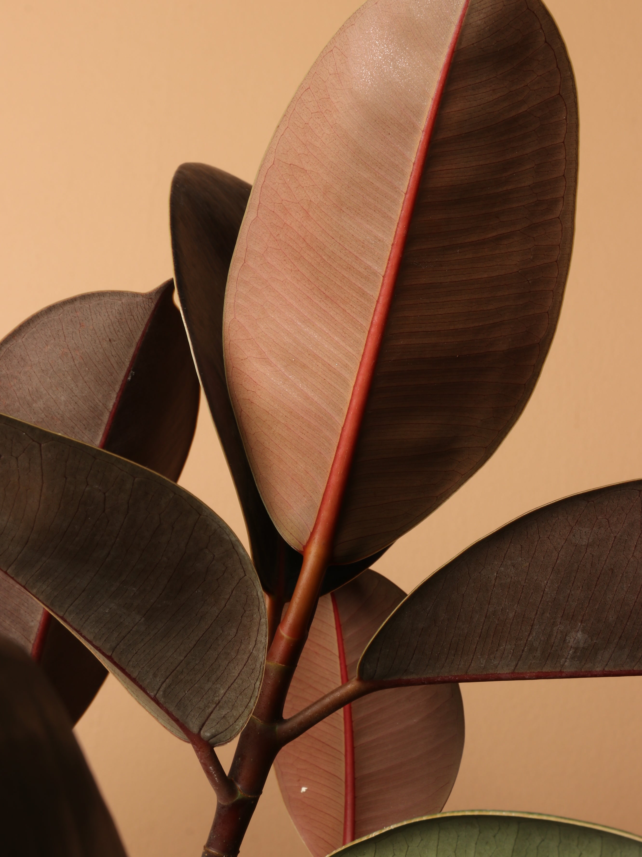 Large Rubber Tree Std