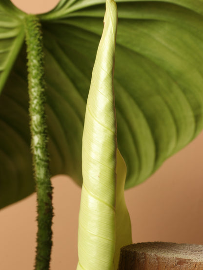 3-5 FT Philodendron 'Fuzzy Petiole' – Dahing Plants