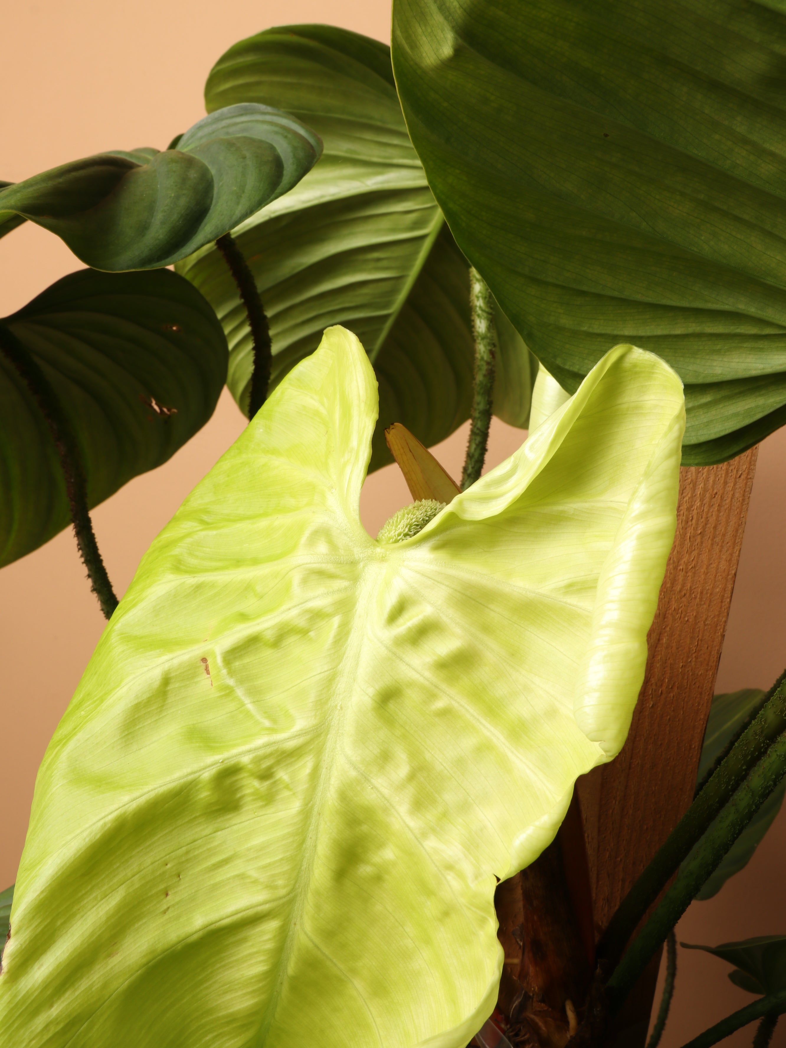 Dahing Plants Philodendron Fuzzy Petiole - Thumbnail 4
