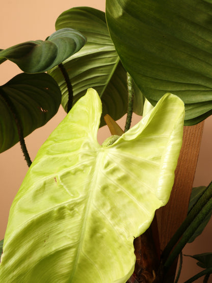 Large Philodendron &