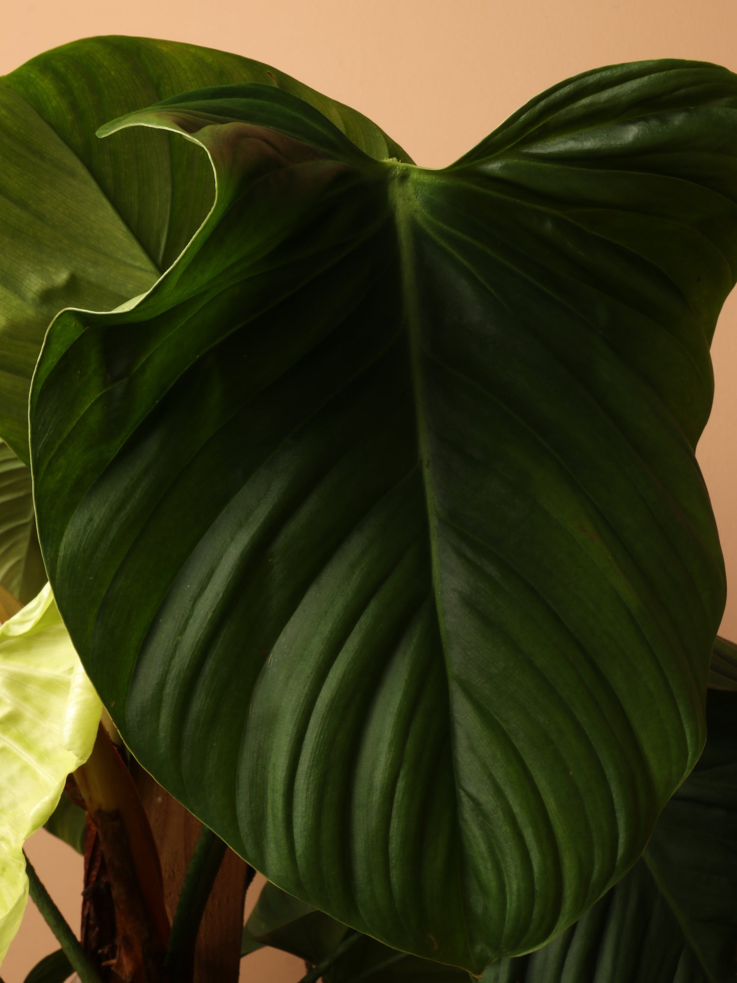 philodendron magnum dark petiole Large Philodendron 'Fuzzy Petiole'