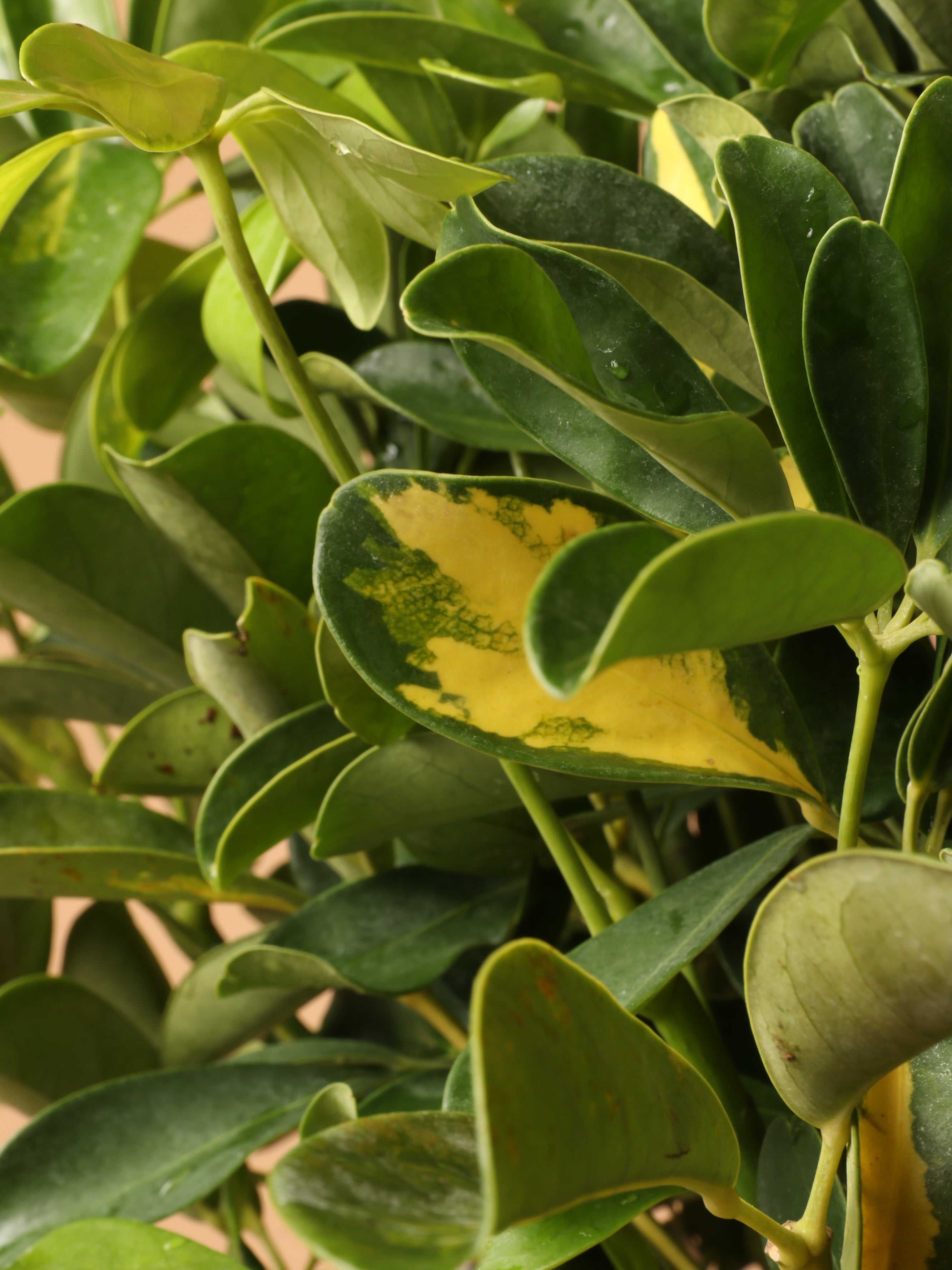 Large Schefflera Arboricola Variegata