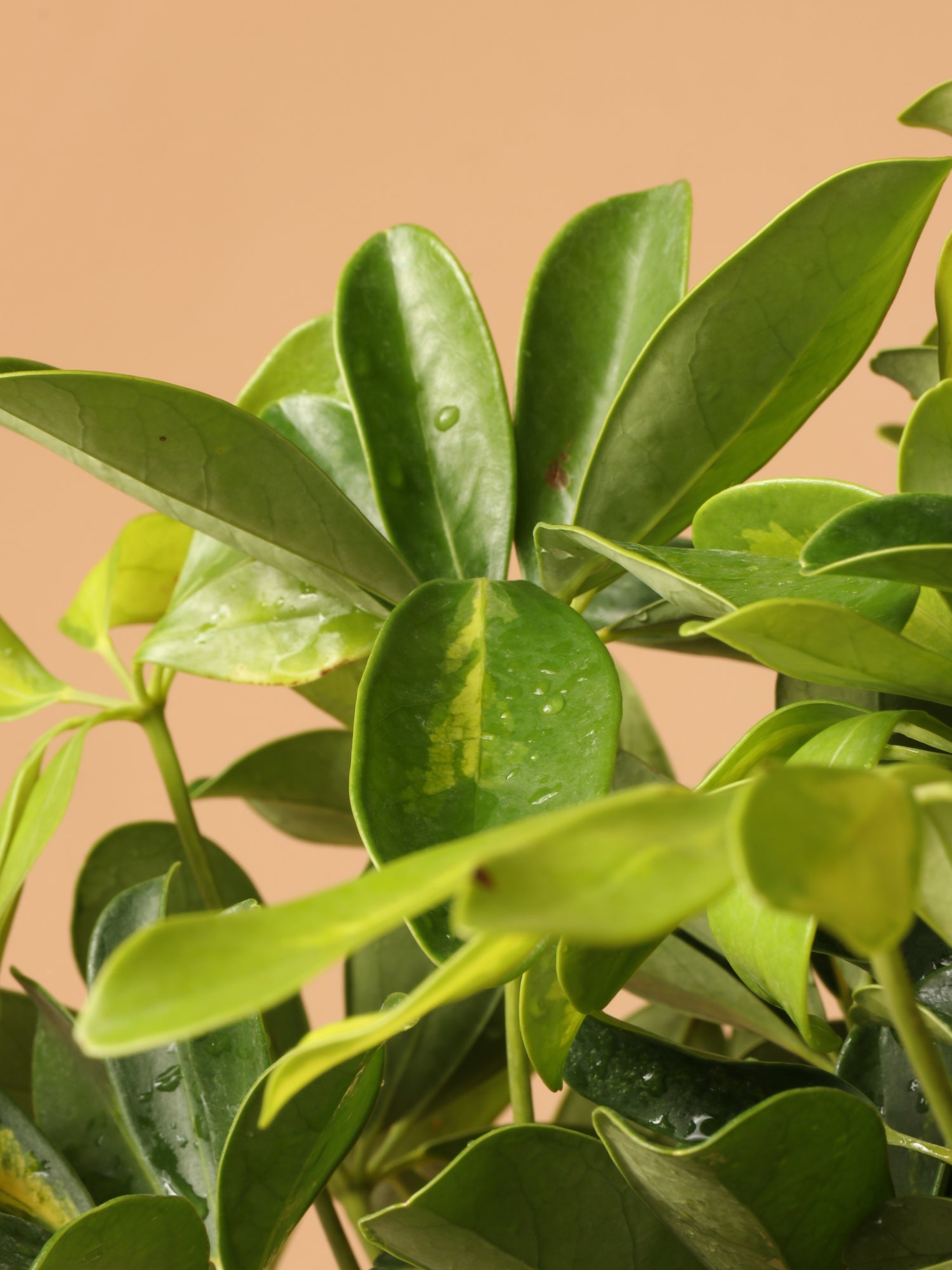 Large Schefflera Arboricola Variegata