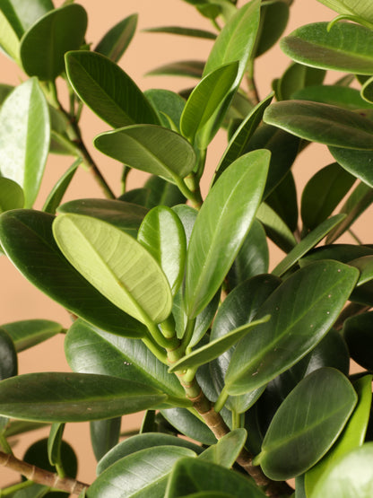 Large Ficus &