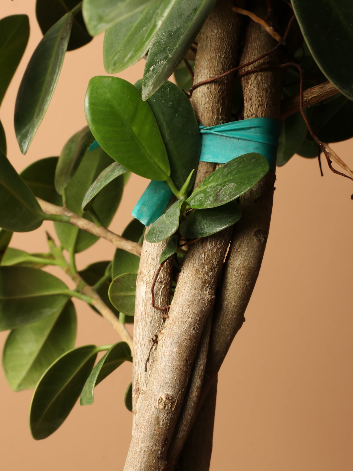 Large Ficus &