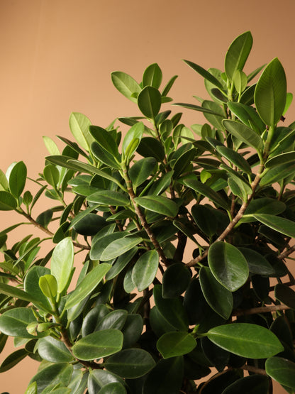 Large Ficus &